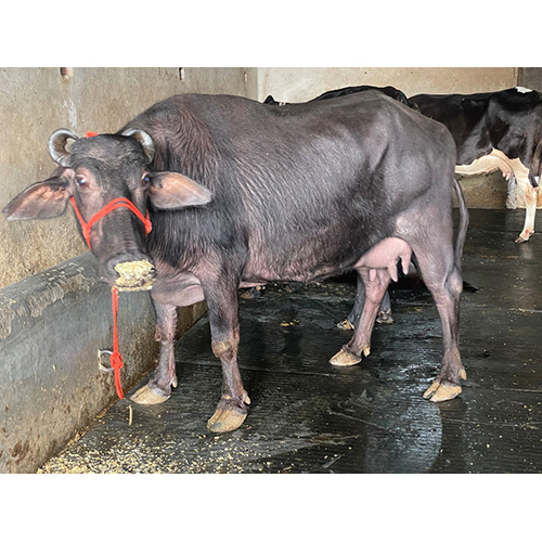 Black Murrah Buffalo - Female Breed, Dairy Farm Specialization | Premium Black Milk Production