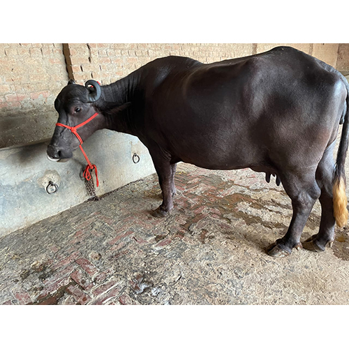Black Murrah Buffalo - Female Breed, Dairy Farm Specialization | Premium Black Milk Production