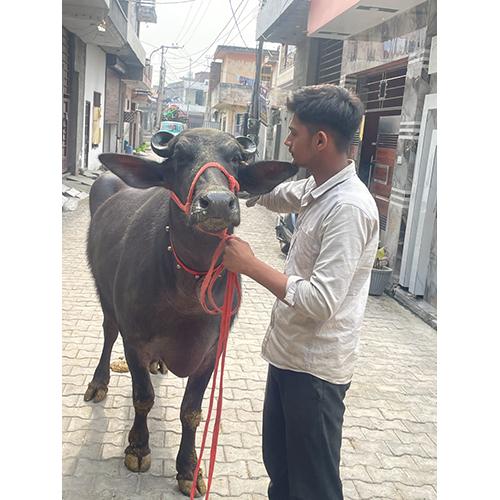Black Murrah Buffalo - Female Breed, Dairy Farm Specialization | Premium Black Milk Production