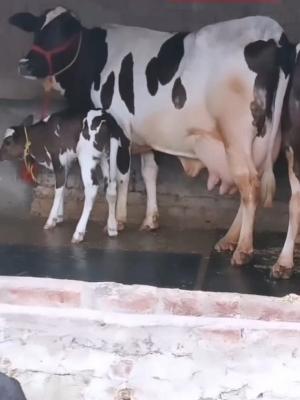 हरियाणा नस्ल