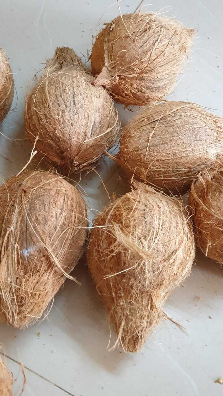 Fresh Brown Coconut - Whole Harvested Tropicals | Customized Size, Full-husked Style, Maximum Freshness & Natural Flavor