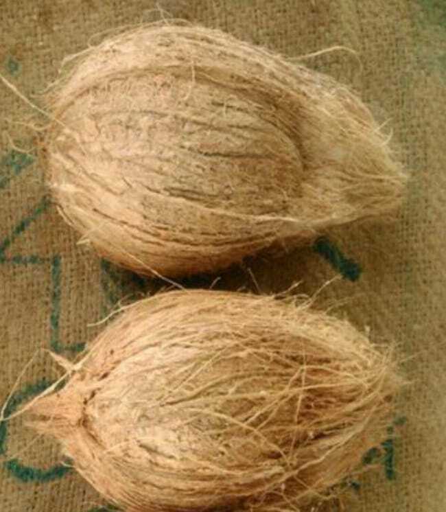 Fresh Brown Coconut - Whole Harvested Tropicals | Customized Size, Full-husked Style, Maximum Freshness & Natural Flavor