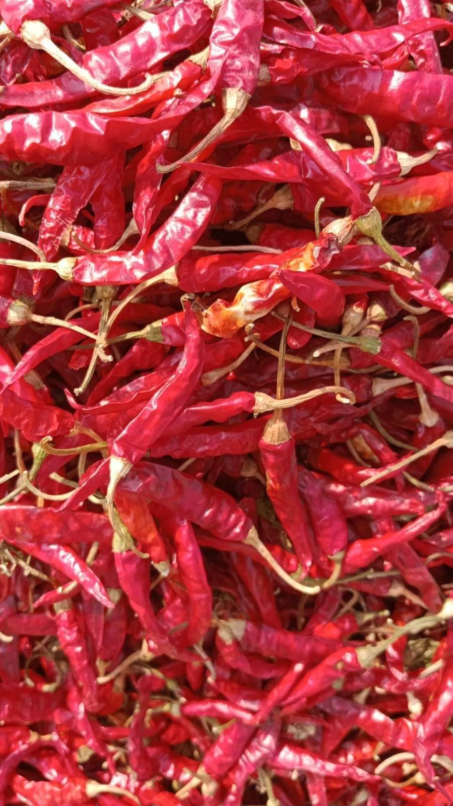 Dried Red Chilli - Raw First Class Pieces, Spicy Flavor, Bright Red Color, 1 Year Shelf Life, Ideal For Room Temperature Storage