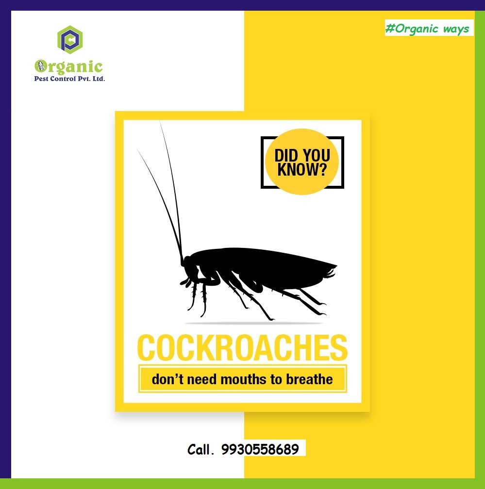 Roach Control Service