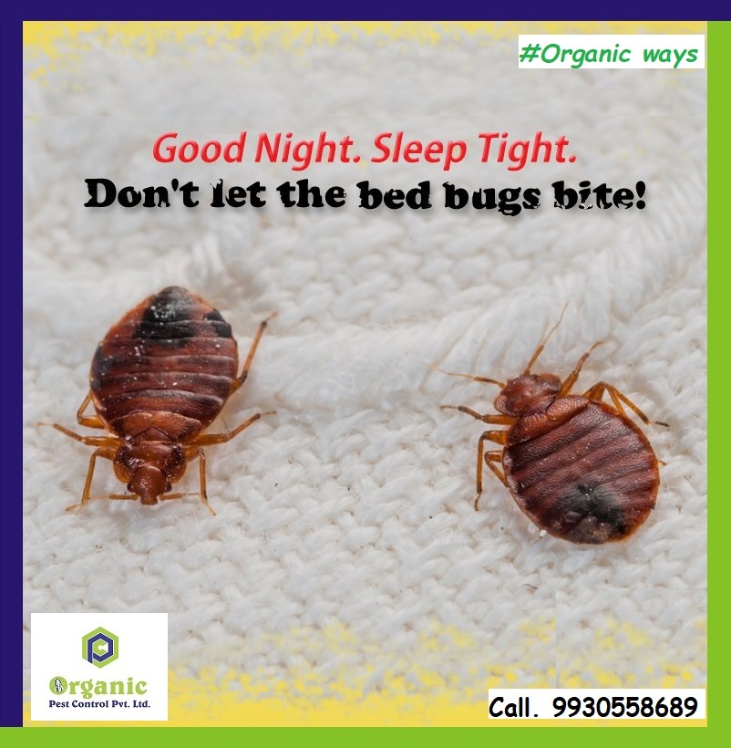 Bed Bug Control Service - Eco-friendly Treatment Solutions | Comprehensive Inspections, Expert Extermination Techniques, Guaranteed Satisfaction