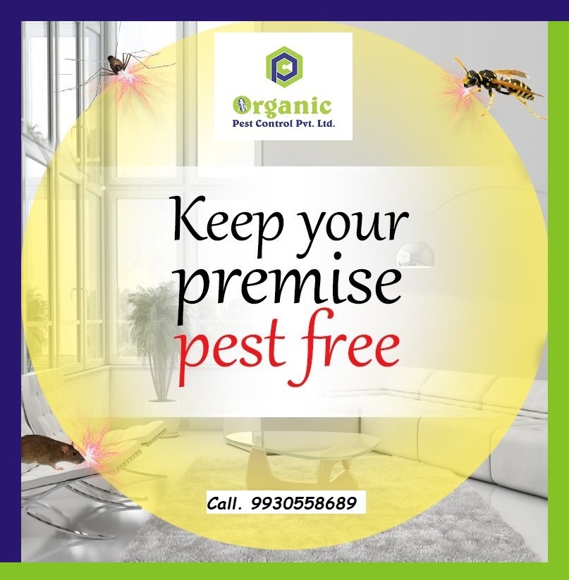 Wood Pest Control Service