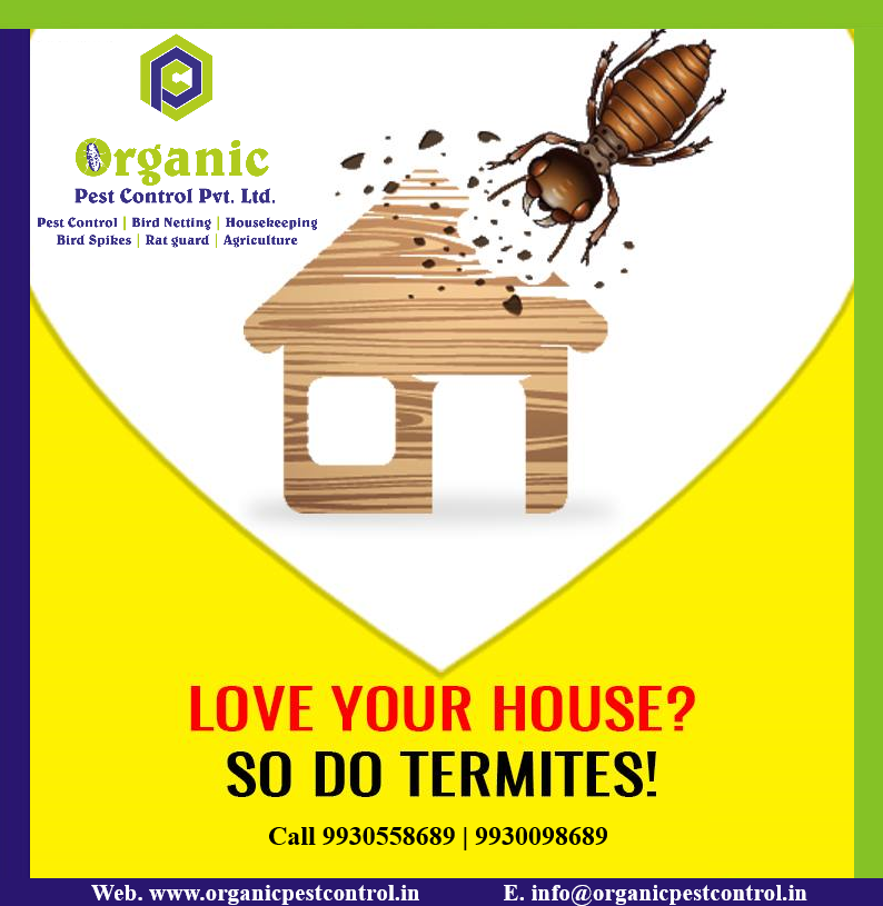 Wood Pest Control Service