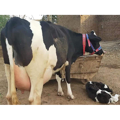 Indian Hf Cow - Female, 3 Years Old , White Color For Dairy Farm Production