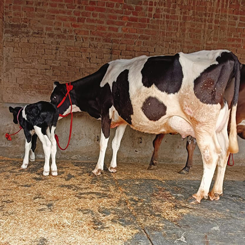 Indian Hf Cow - Female, 3 Years Old , White Color For Dairy Farm Production