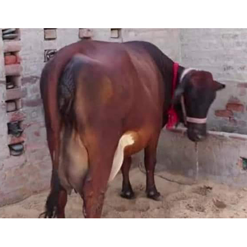 Indian Hf Cow - Female, 3 Years Old , White Color For Dairy Farm Production