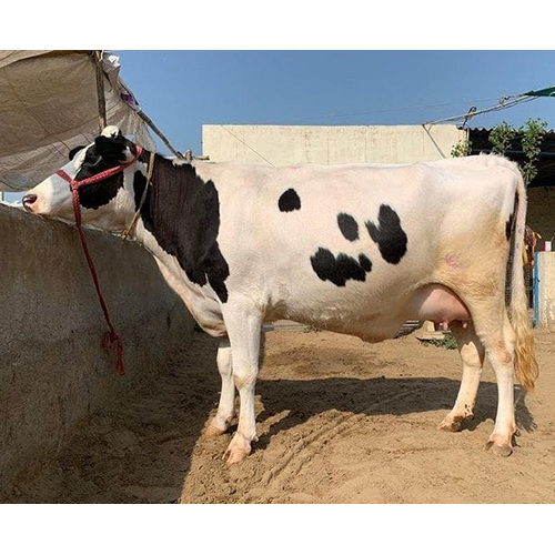 Indian Hf Cow - Female, 3 Years Old , White Color For Dairy Farm Production