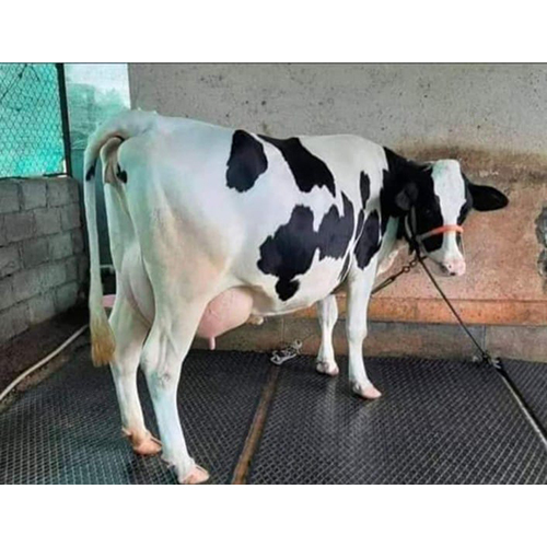 Pure Breed Hf Cow - Age 3 Years, Female, White | Ideal For Dairy Farming
