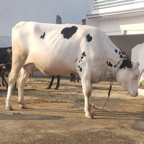 Pure Breed Hf Cow - Age 3 Years, Female, White | Ideal For Dairy Farming