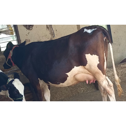 Pure Breed Hf Cow - Age 3 Years, Female, White | Ideal For Dairy Farming