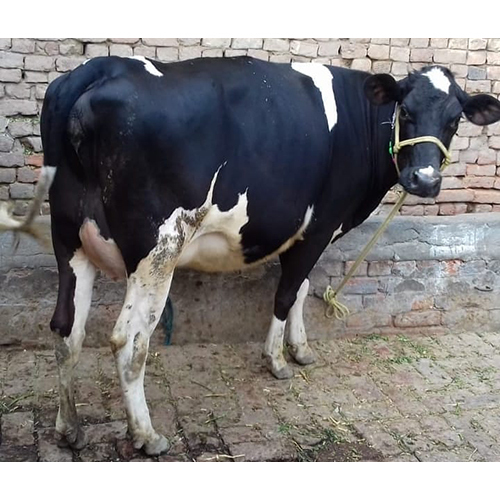 Pure Breed Hf Cow - Age 3 Years, Female, White | Ideal For Dairy Farming