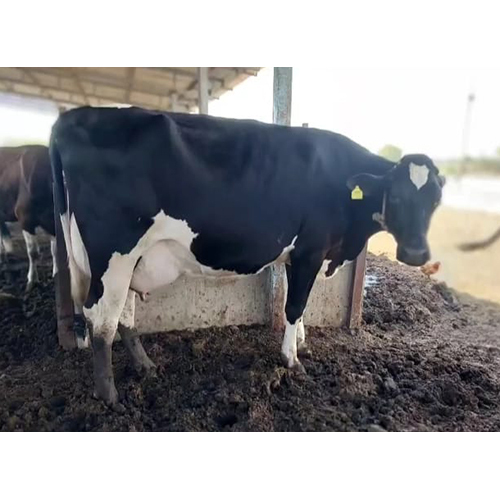 Pure Breed Hf Cow - Age 3 Years, Female, White | Ideal For Dairy Farming