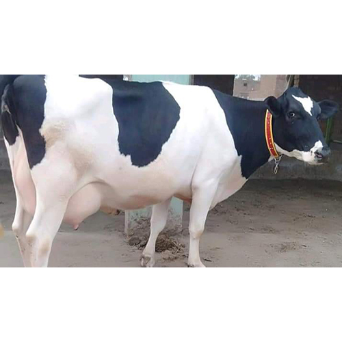 Dairy Hf Cow
