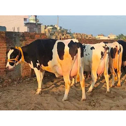 Dairy Hf Cow
