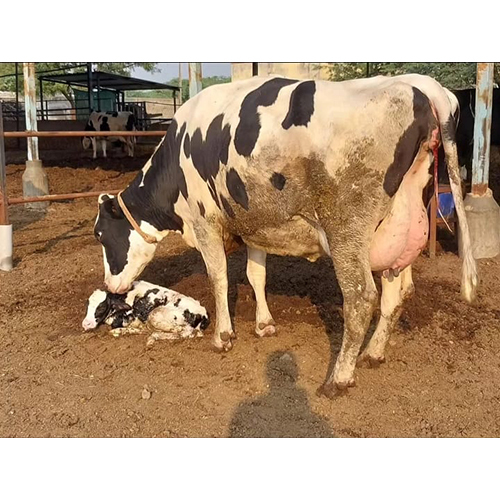 Dairy Hf Cow