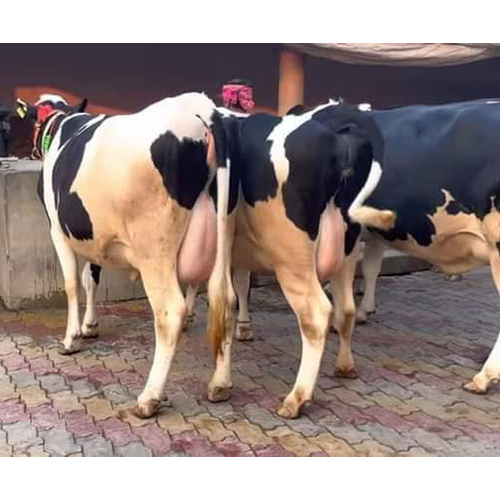 Dairy Hf Cow