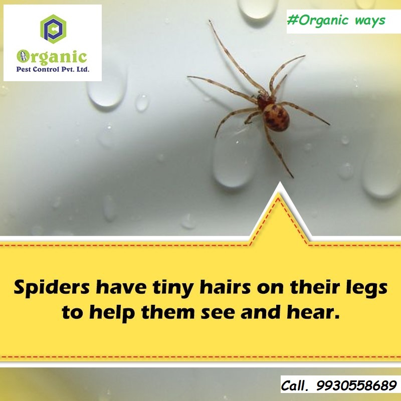 Spider Pest Control Service