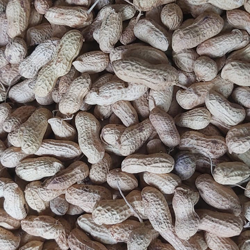 छिलके वाला मूंगफली -