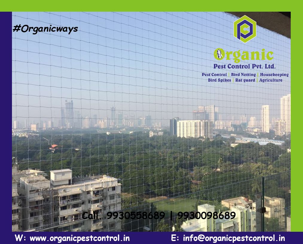 Pigeon Control Service - Nylon Material, Custom Length, Green Color | Installation Type, Protection For Commercial Buildings