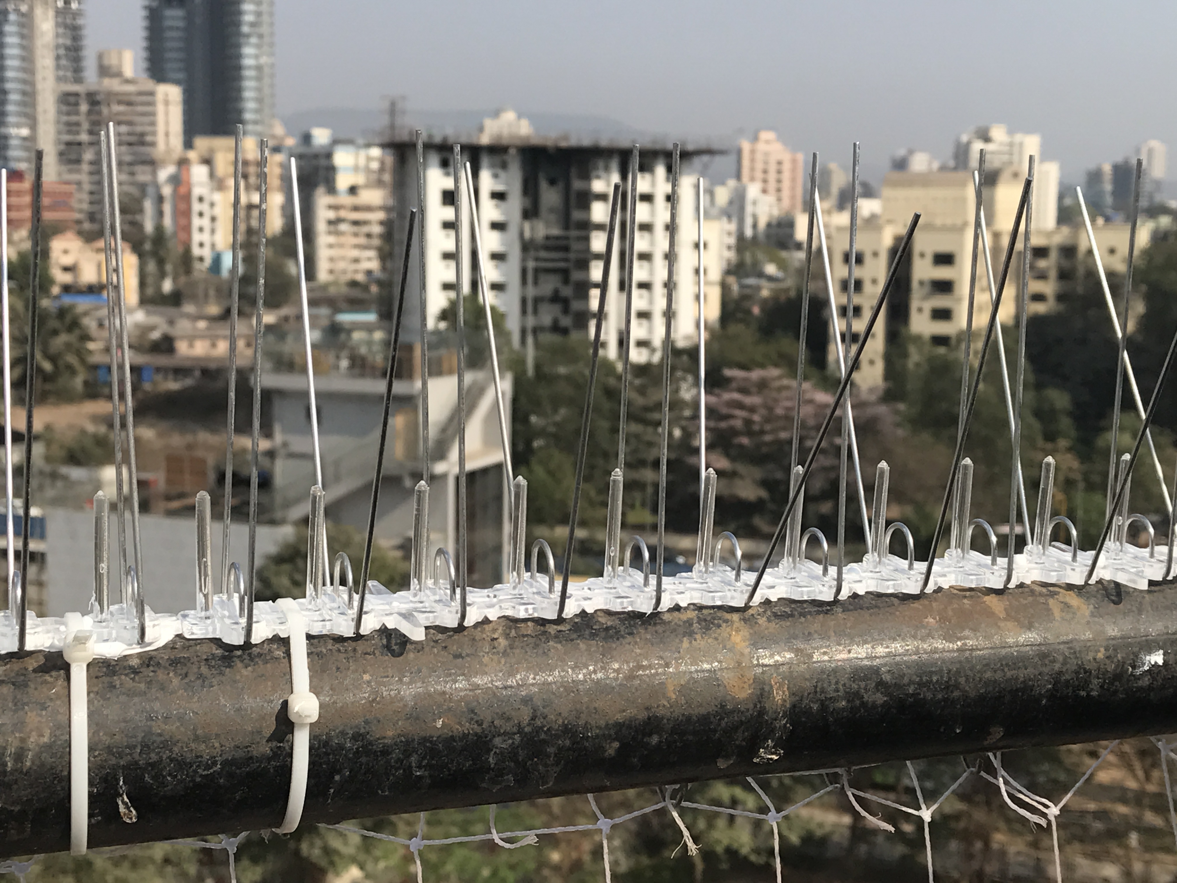 Bird Spike Service - Plastic 1 Foot (30 Cm) Long White | Durable Bird Protection For Commercial Buildings