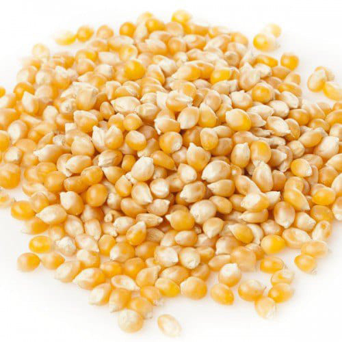 Fresh Dry Corn - Color: Yelow