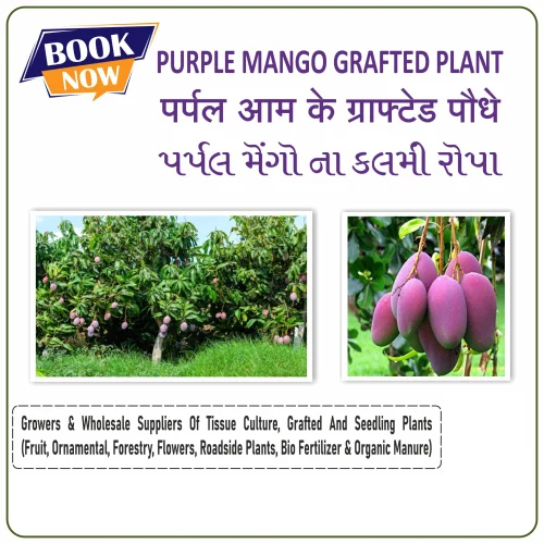 Purple Mango Plant - Size: Small