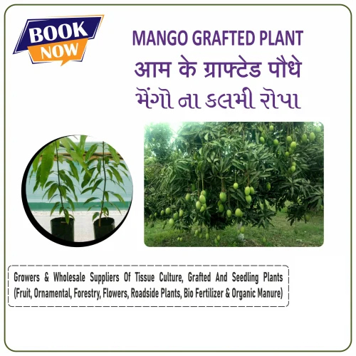 Neelam Mango Plant - Small Stem in Green, Available in Various Stem Lengths