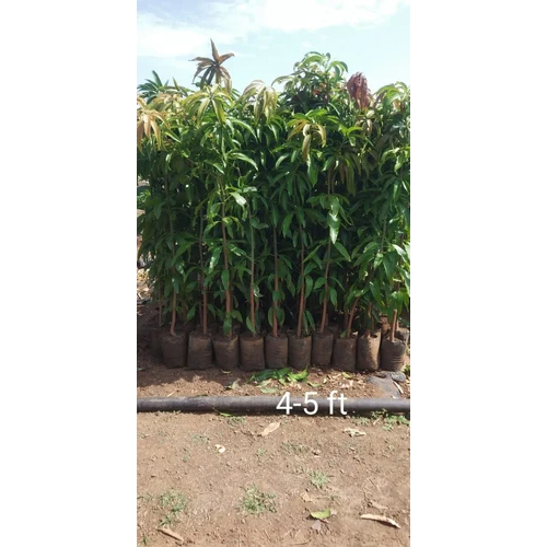 Dadamiyo Mango Grafted Plant - Color: Green