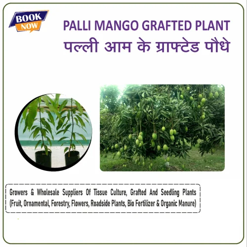 Palli Mango Grafted Plant - Color: Green