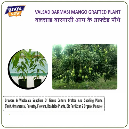 Valsad Barmasi Mango Grafted Plant - Color: Green