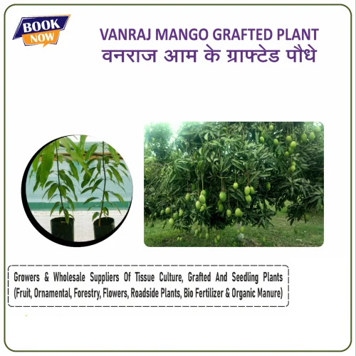 Vanraj Mango Grafted Plant - Small Size, Different Stem Lengths Available, Green Color, Ideal for Home Growing & Fruiting