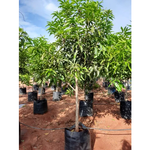 Vanraj Tota Mango Grafted Plant - Color: Green