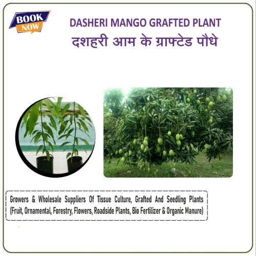 Dasheri Mango Grafted Plant - Small Stem, Different Lengths Available in Millimeters, Green Color