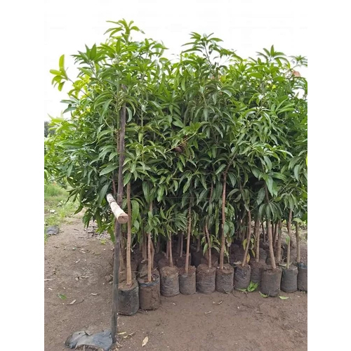 Jamadar Mango Grafted Plant - Color: Green