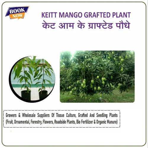 Keitt Mango Grafted Plant - Color: Green