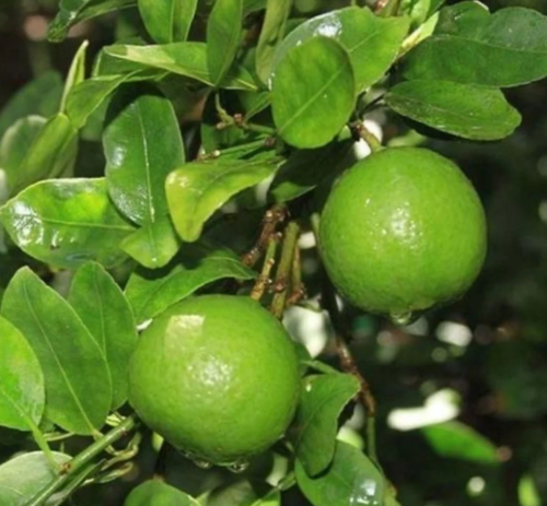 Balaji Lemon Tissue Culture Plant - Various Sizes, Green Color | Uniform Growth, Disease Resistance, Early Fruiting, High Yield