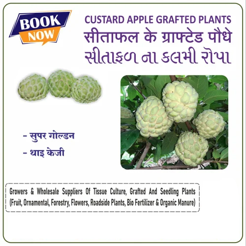 सुपर गोल्डन कस्टर्ड ऐप्पल पौधे