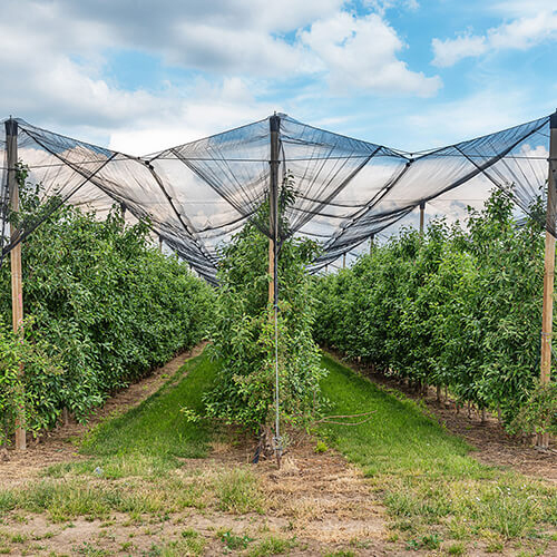 Plastic Anti Bird Net - High Quality PVC Material, Small Mesh Size, Polished Sail Finishing - Lightweight, Durable, Commercial Use, Available in Multiple Colors