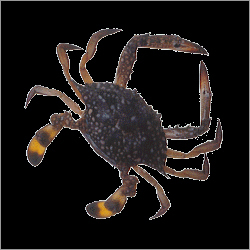 Sea Crab का अनुवाद करें