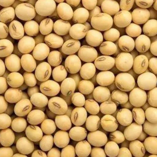 Soyabean Oil Seed - Food Grade, Edible White Vegetable Seeds | 6-12 Days Shelf Life