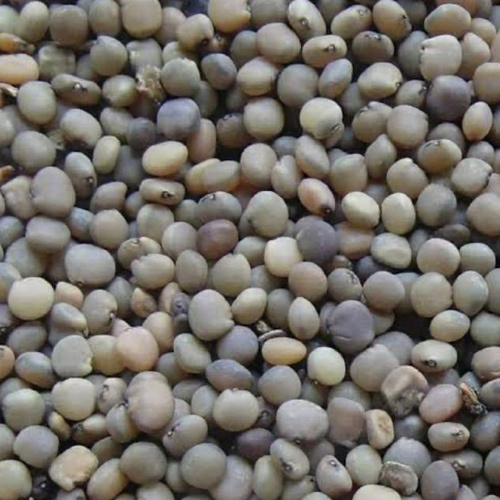 Guar Seeds - Food Grade Natural Vegetable Seeds | Edible with 6-12 Months Shelf Life