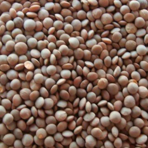 Masoor Dal - Organic Whole Red Lentils, Fresh Pulse Style with 6-12 Months Shelf Life - Packed with Protein and Fiber