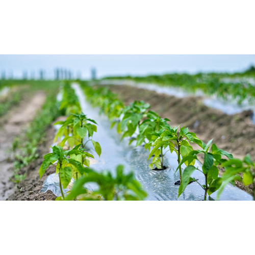 Agricultural Mulching Film - Plastic, 800 Meter Length, White Color, 25 Micrometers Thickness, Opaque/Transparent Options, Warranty Included