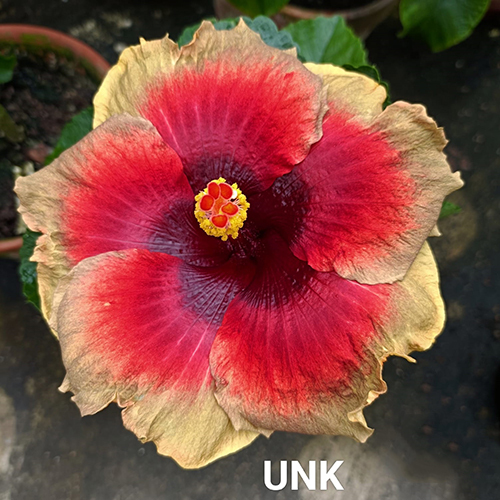UNK फूल