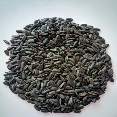 Sunflower Seeds - Oil Seeds, 10-15mm Cylindrical Size, Solid Black Hull, 20-25% Protein Content, Culinary & Bird Feed Usage