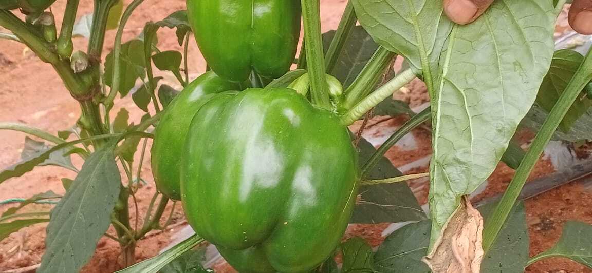 Fresh Green Capsicum - 70% Moisture, Natural Shape | Preserved Freshness For 6 Months, Ideal For Salads And Stir-fries